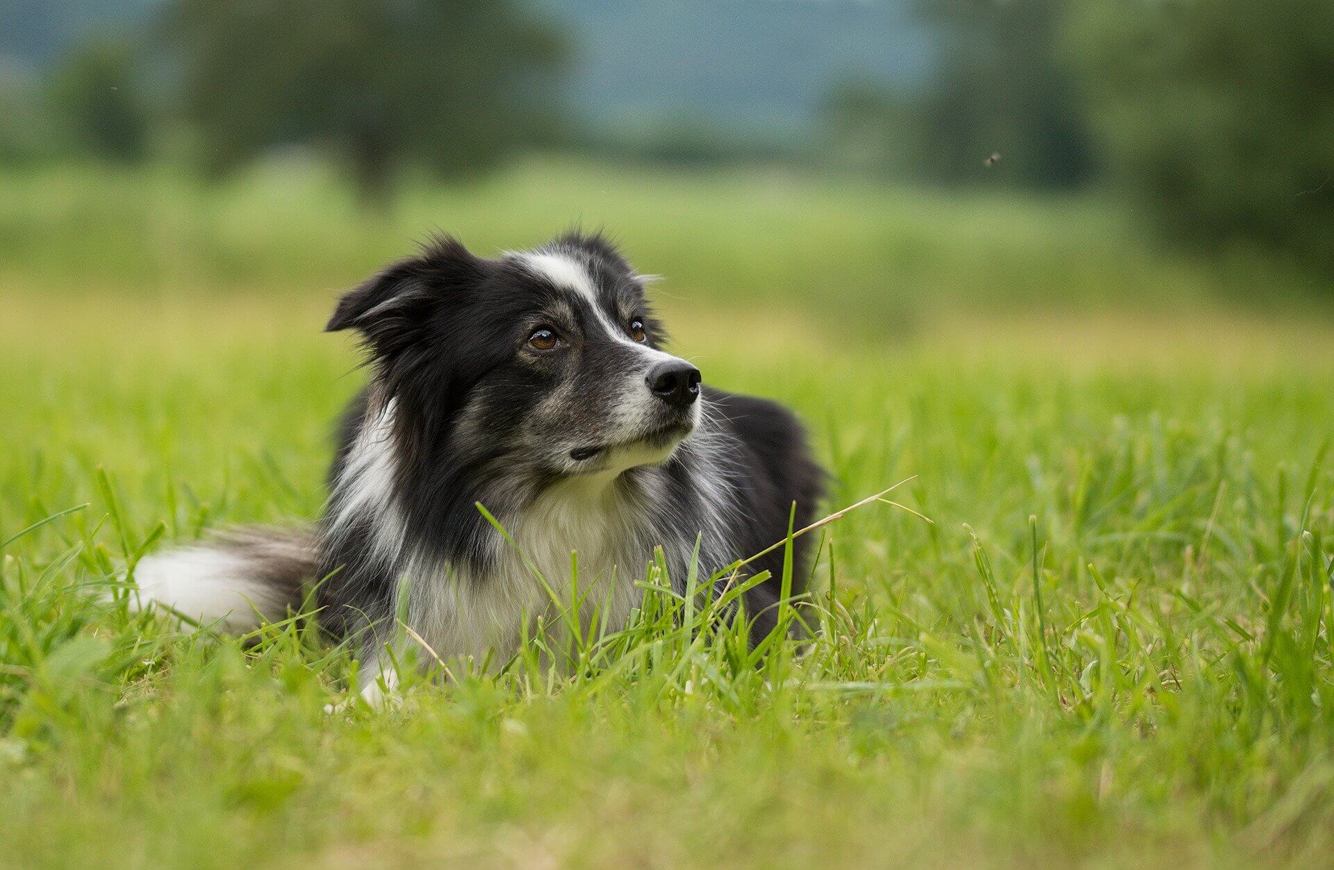 how-to-qualify-for-an-emotional-support-dog-in-the-u-k